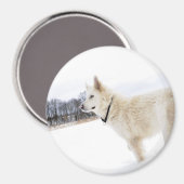 witte duitse herder hond magneet (Voorkant / Achterkant)