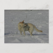 Witte Duitse herder in de Sneeuw Briefkaart (Voorkant)