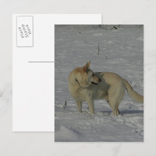 Witte Duitse herder in de sneeuw Briefkaart (Voorkant / Achterkant)