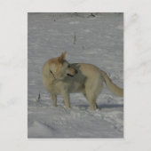 Witte Duitse herder in de sneeuw Briefkaart (Voorkant)