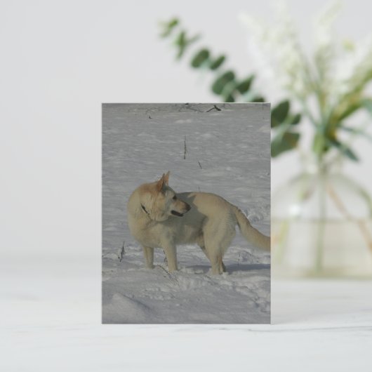 Witte Duitse herder in de sneeuw Briefkaart (Staand voorkant)