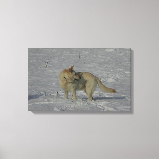 Witte Duitse herder in de sneeuw Canvas Afdruk (Voorkant)