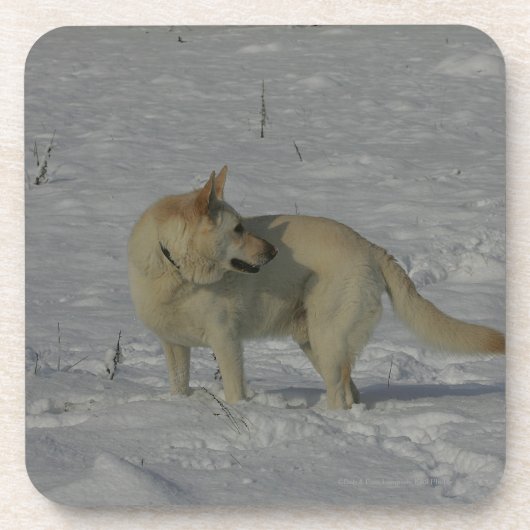 Witte Duitse herder in de sneeuw Drankjes Onderzetter (Voorkant)