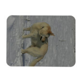 Witte Duitse herder in de sneeuw Magneet (Horizontaal)