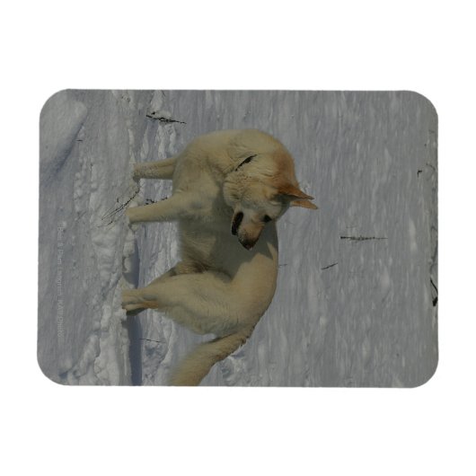 Witte Duitse herder in de sneeuw Magneet (Horizontaal)