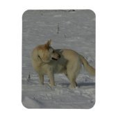 Witte Duitse herder in de sneeuw Magneet (Verticaal)