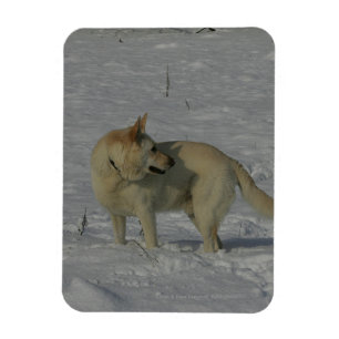 Witte Duitse herder in de sneeuw Magneet