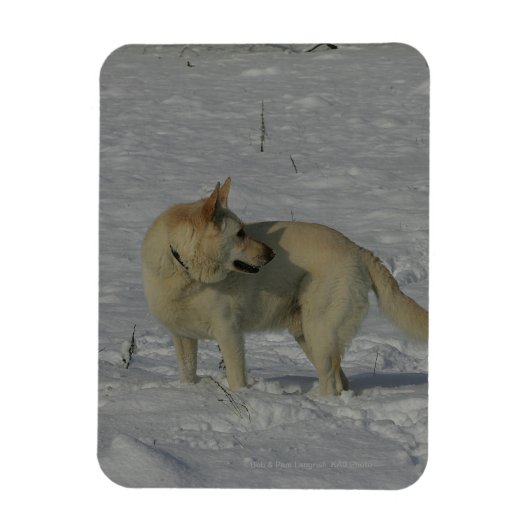 Witte Duitse herder in de sneeuw Magneet (Verticaal)