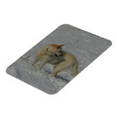 Witte Duitse herder in de sneeuw Magneet (Linkerzijde)