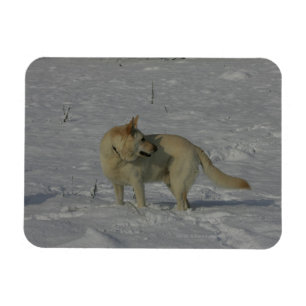 Witte Duitse herder in de sneeuw Magneet