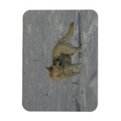 Witte Duitse herder in de sneeuw Magneet (Verticaal)