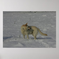 Witte Duitse herder in de sneeuw