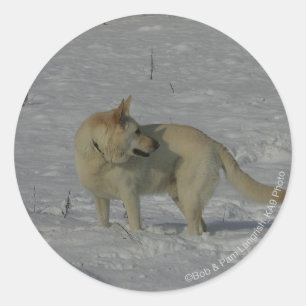 Witte Duitse herder in de sneeuw Ronde Sticker