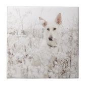 Witte Duitse herder in de sneeuw Tegeltje (Voorkant)