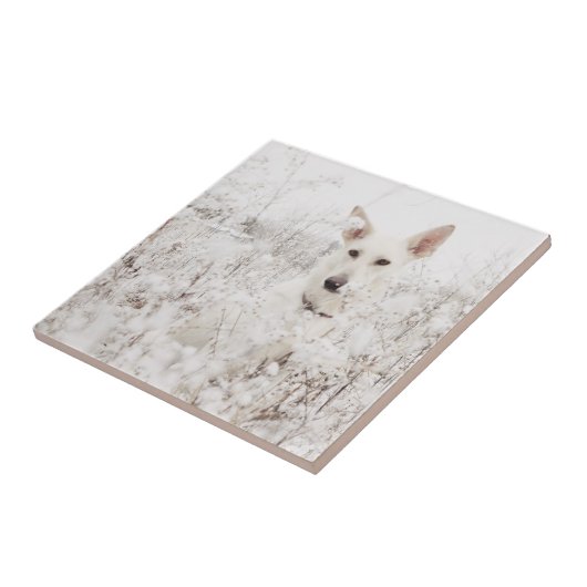 Witte Duitse herder in de sneeuw Tegeltje (Zijkant)