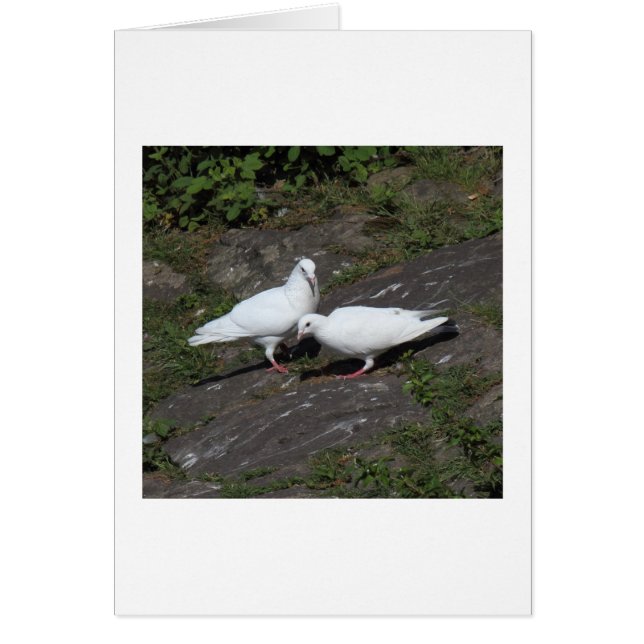 Witte duiven (Voorkant)