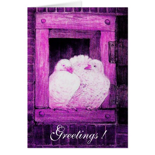 WITTE DUIVEN BIJ HET RAAM, roze paars violet (Voorkant)