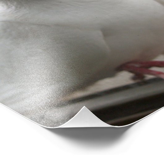 Witte duiven foto afdruk (Hoek)