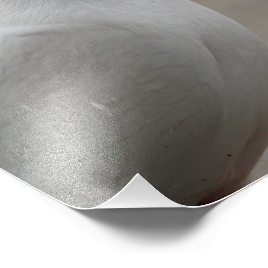 Witte duiven Fotouitbreiding Foto Afdruk (Hoek)