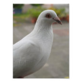 Witte duiven Fotouitbreiding Foto Afdruk (Voorkant)