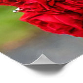 Witte duiven met rood lint in Roos Arch Poster (Hoek)