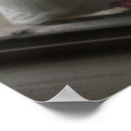 Witte duiven Poster (Hoek)