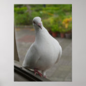 Witte duiven Poster (Voorkant)