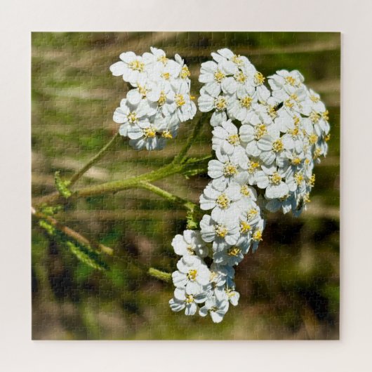 Witte duizendblad bloeit in de middag zonlicht legpuzzel (Horizontaal)