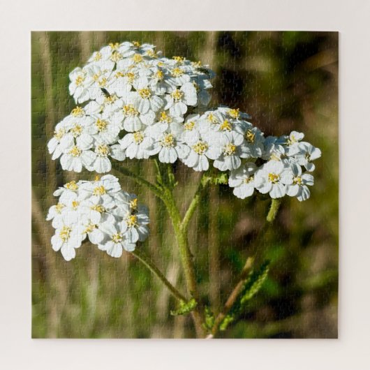 Witte duizendblad bloeit in de middag zonlicht legpuzzel (Verticaal)