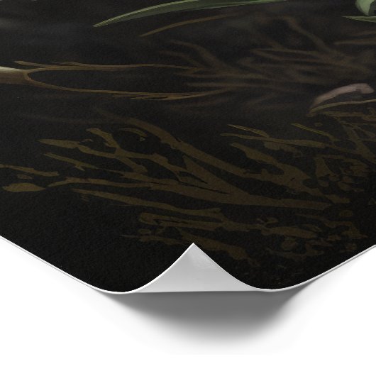 Witte Edelweiss Bloemen Art Print Poster (Hoek)