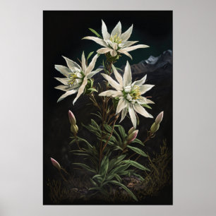 Witte Edelweiss Bloemen Art Print Poster