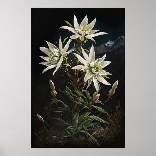Witte Edelweiss Bloemen Art Print Poster (Voorkant)