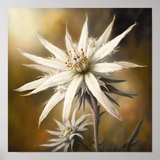 Witte Edelweiss Bloemenkunst Print Poster (Voorkant)