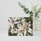 Witte Edelweiss Briefkaart (Staand voorkant)