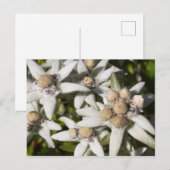 Witte Edelweiss Briefkaart (Voorkant / Achterkant)
