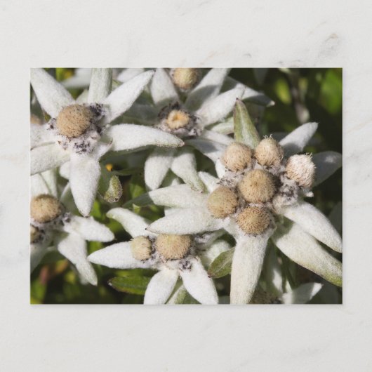 Witte Edelweiss Briefkaart (Voorkant)