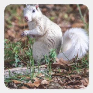 Witte eekhoorn Brevard Vierkante Sticker