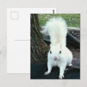 Witte eekhoorn briefkaart (Voorkant / Achterkant)