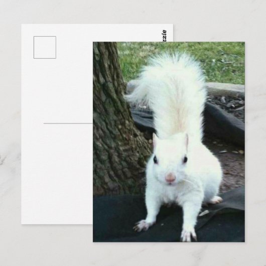 Witte eekhoorn briefkaart (Voorkant / Achterkant)