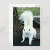 Witte eekhoorn briefkaart (Voorkant / Achterkant)