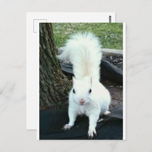 Witte eekhoorn briefkaart (Voorkant / Achterkant)