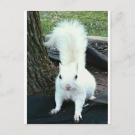Witte eekhoorn briefkaart