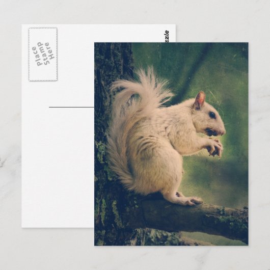 Witte eekhoorn briefkaart (Voorkant / Achterkant)