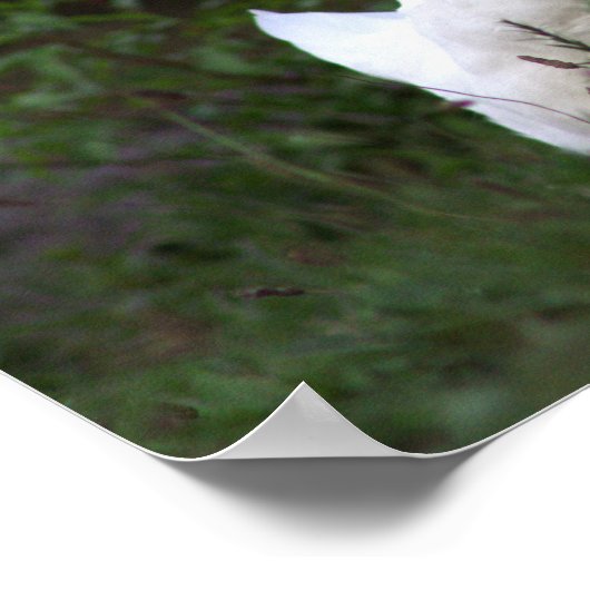 Witte Eend Foto Poster (Hoek)