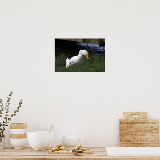 Witte Eend Foto Poster (Keuken)