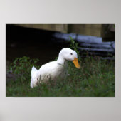 Witte Eend Foto Poster (Voorkant)