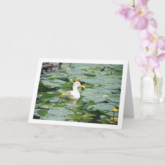 Witte Eend In Lelie Vijver Kaart (Orchidee)