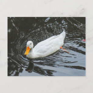 Witte eend. Roath Park Lake, Cardiff, Wales. Briefkaart