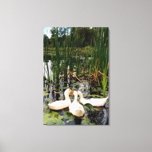 Witte eenden, lendenkussens, cattails, meeroever canvas afdruk (Voorkant)