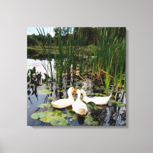 Witte eenden, lendenkussens, cattails, meeroever canvas afdruk